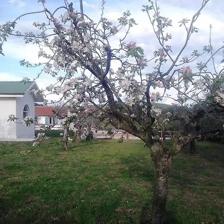 Gli Olivi Bed & Breakfast
